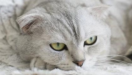 九游官网入口-英雄联盟 新版本平衡性调整，英雄联盟平衡机制