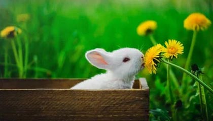 九游官网入口-英雄联盟 新版本平衡性调整，英雄联盟平衡机制